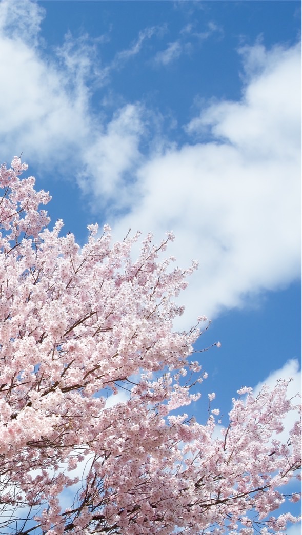 副音声2号室 高校野球