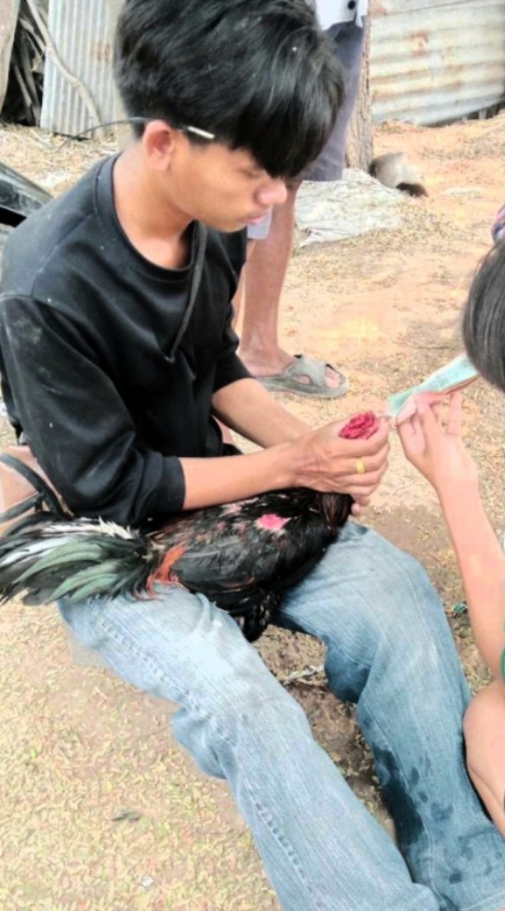 รัฐตพงษ์ ฟาร์ม ป่าก๋อยพัฒนา🐓💵