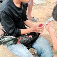 รัฐตพงษ์ ฟาร์ม ป่าก๋อยพัฒนา🐓💵