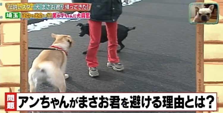 何問正解できる ポチたま の人気旅犬 まさお君の爆笑ハプニングクイズに挑戦 どうぶつピース