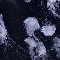 宝石の国《異能力パロ》
