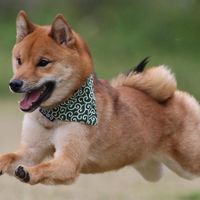 柴犬ロック大ファミリー🎸🐕