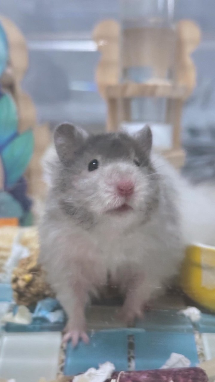 愛鼠豆花🐹/ 零食/用品