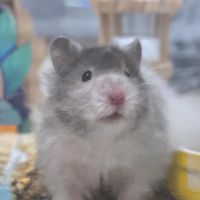 愛鼠豆花🐹/ 零食/用品