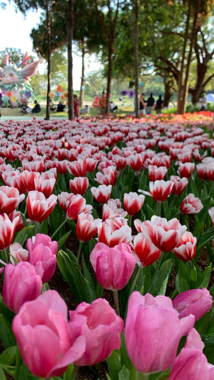 🧸_สมาคมเชียงรายและใกล้เคียง หารักหาคู่ _🌷