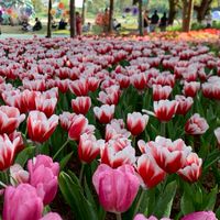 🧸_สมาคมเชียงรายและใกล้เคียง หารักหาคู่ _🌷