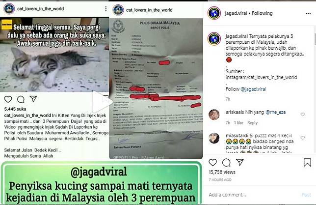 Kejam ! Viral Video Kucing Diinjak Sampai Mati u2013 Info Kalteng