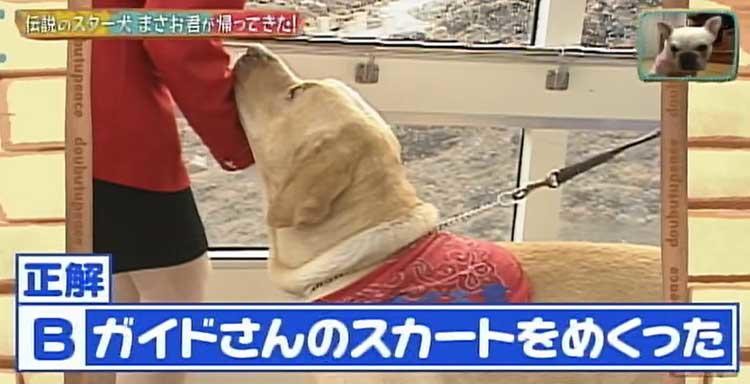 何問正解できる ポチたま の人気旅犬 まさお君の爆笑ハプニングクイズに挑戦 どうぶつピース