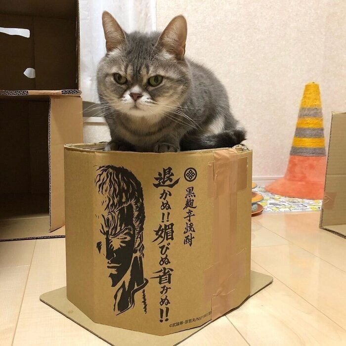 身近な素材で猫グッズ 愛猫のことを考えて手作りしました