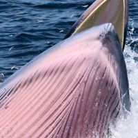 Whale Watching Group Thailand