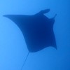 埼玉大学スキューバダイビングクラブ SUDC
