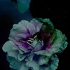 にたものどうし ＊ ガチアクタ也