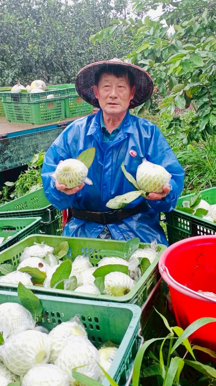 芭樂蔬果自取群
