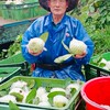 芭樂蔬果自取群