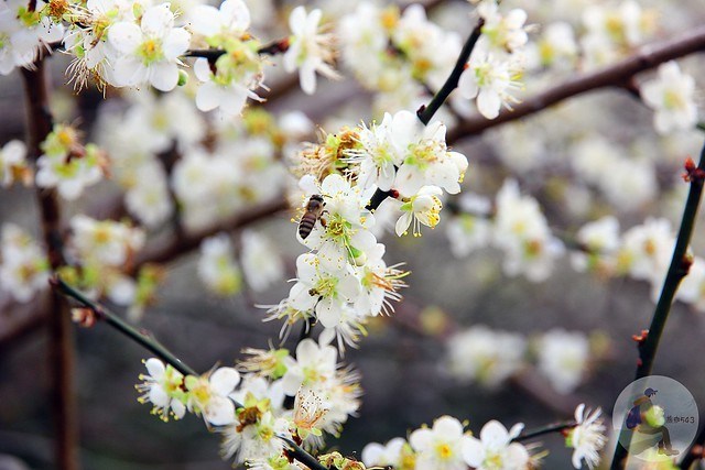 台中新社梅花秘境