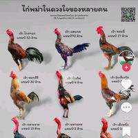 นันทิชา​ ฟาร์ม​