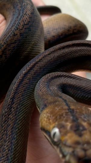 高單、冷門物種 零元競標討論區