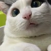 FatCat 🐈‍⬛肥貓