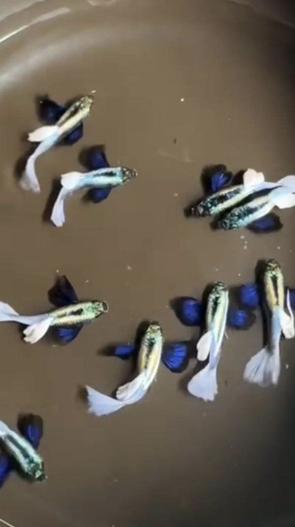 阿奇魚坊（進口孔雀魚.茉莉魚）