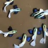 阿奇魚坊（進口孔雀魚.茉莉魚）