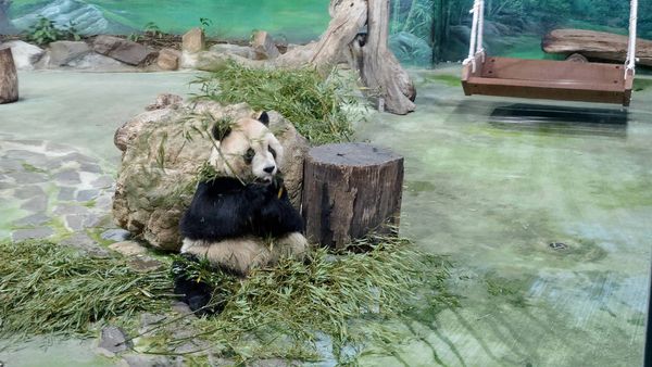 【台北景點】台北市立動物園-逛一整天也逛不完的必去景點！大朋友小朋友最適合的親子旅遊