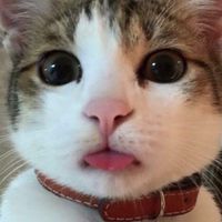 貓咪世界