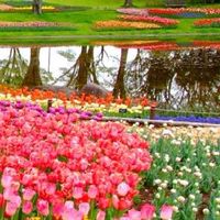 💐🌼Nexte deお花見会🌹🌷【Open Chat】