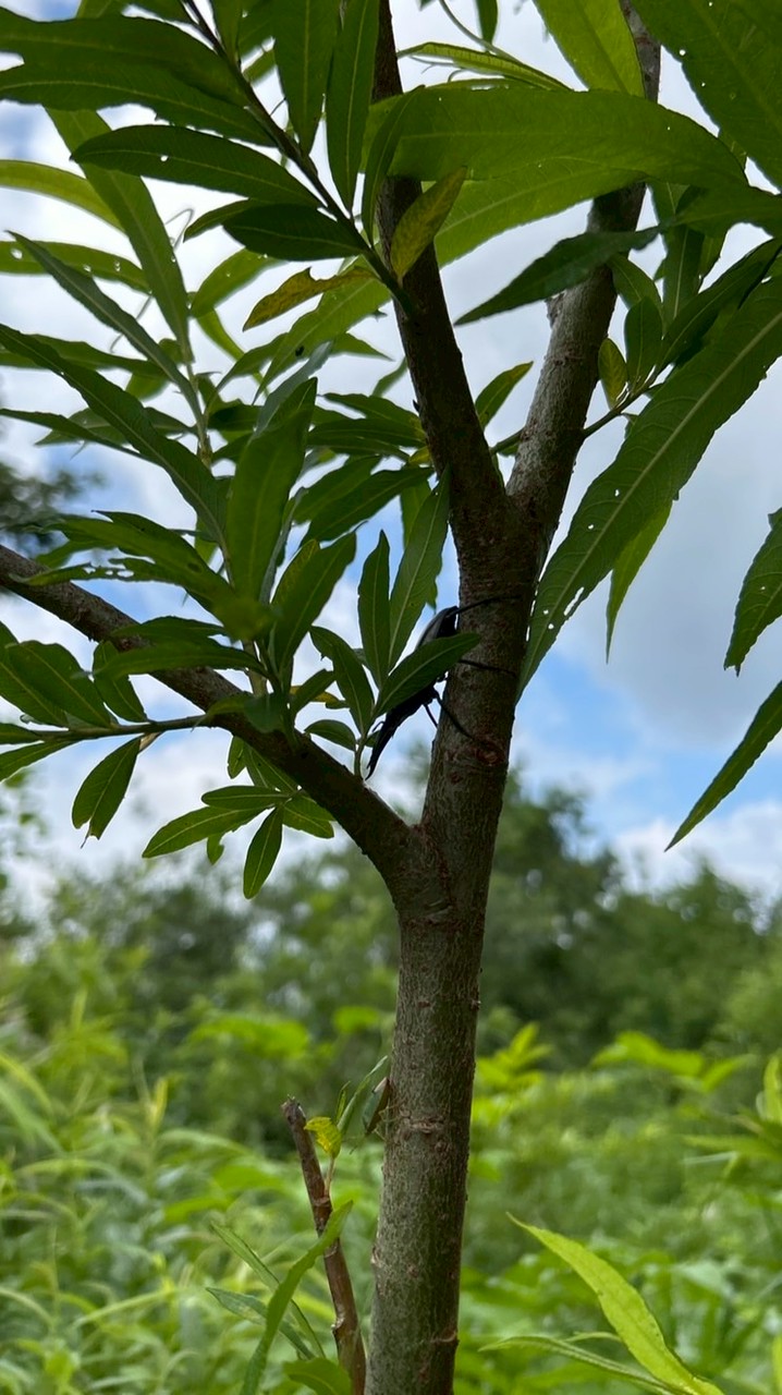 昆虫ハンター協会🐜