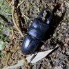 昆虫ハンター協会🐜