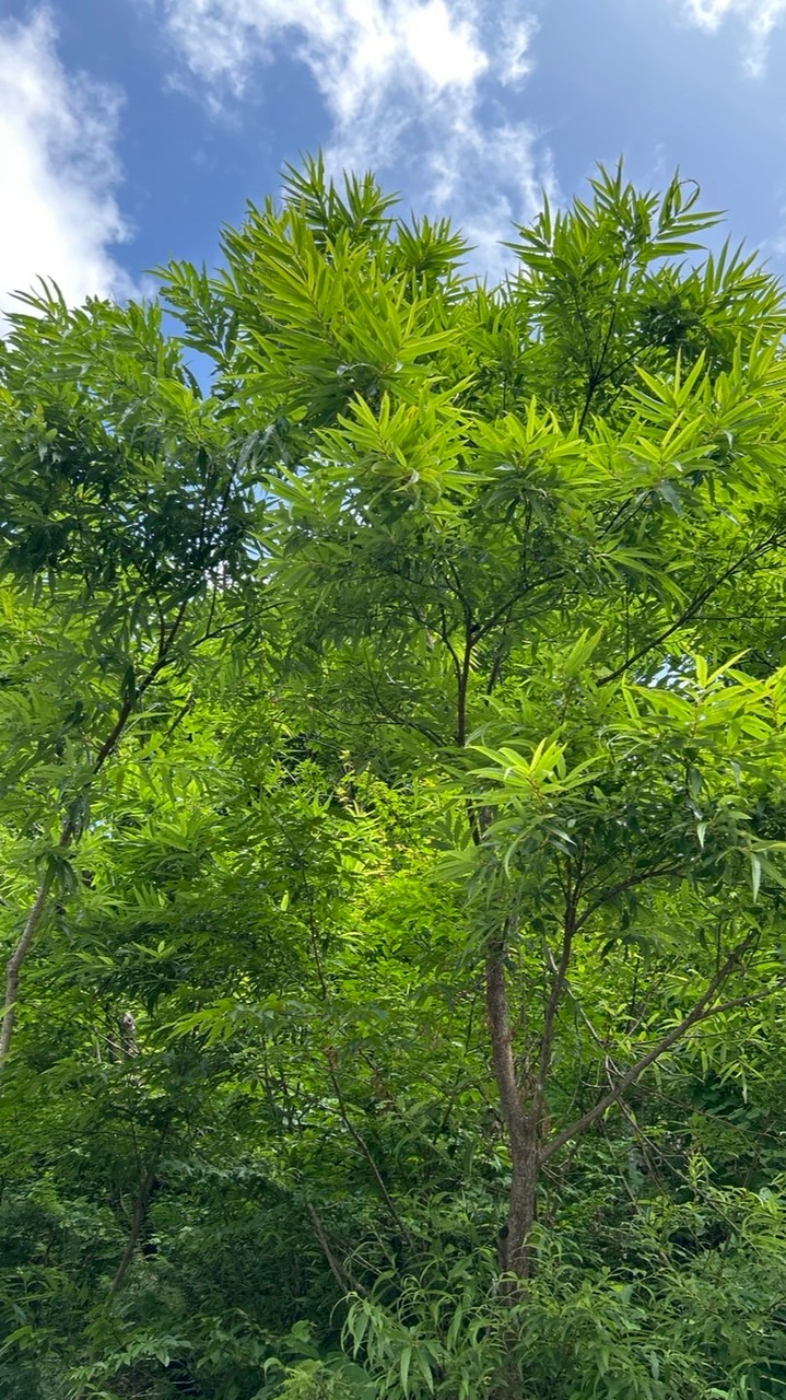 昆虫ハンター協会🐜