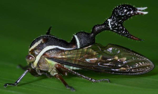 Mengenal Serangga Unik Treehoppers