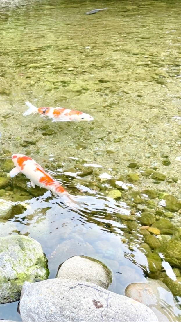 ひまなっつクラブ