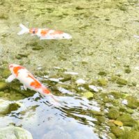 ひまなっつクラブ