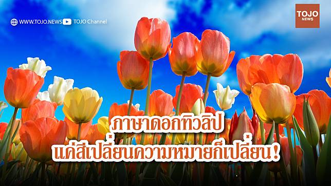 ภาษาดอกทิวลิปแค่สีเปลี่ยนความหมายก็เปลี่ยน! | Tojo News | Line Today