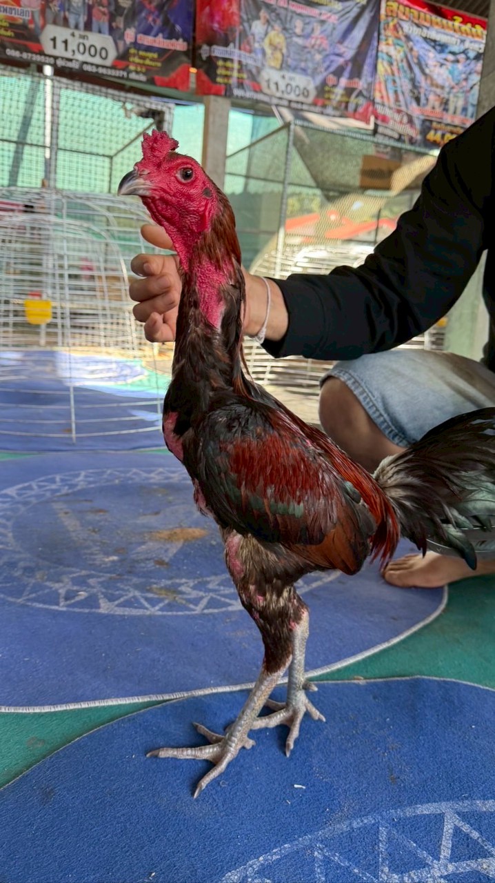 ซุ้ม คมพยัคฆ์ ฟาร์ม ไก่ชน