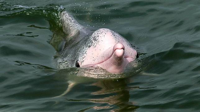 Endangered Chinese white dolphins living in south China