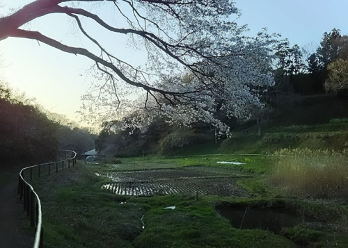 気分だけでも春を感じて 詠み継がれる日本の心 桜 がテーマの和歌おすすめ8首を紹介