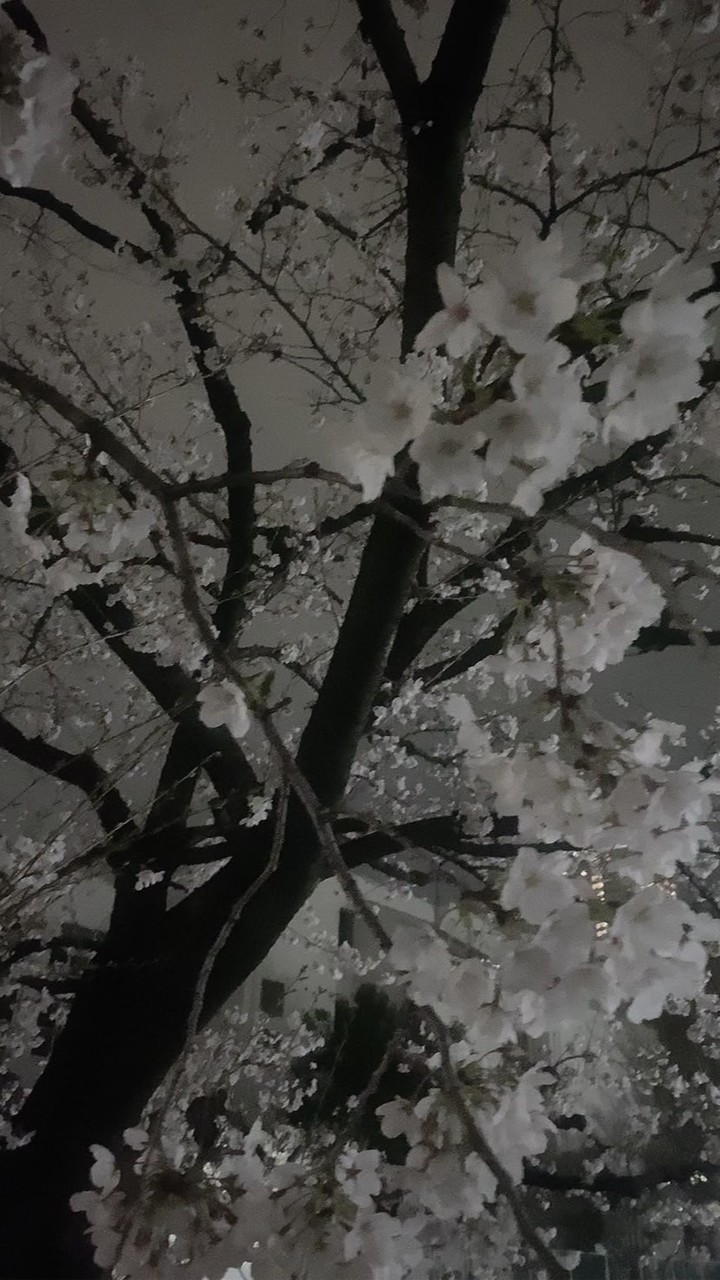 桜が舞ったあの日 ＿ ٭❀ ࿐