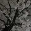 桜が舞ったあの日 ＿ ٭❀ ࿐