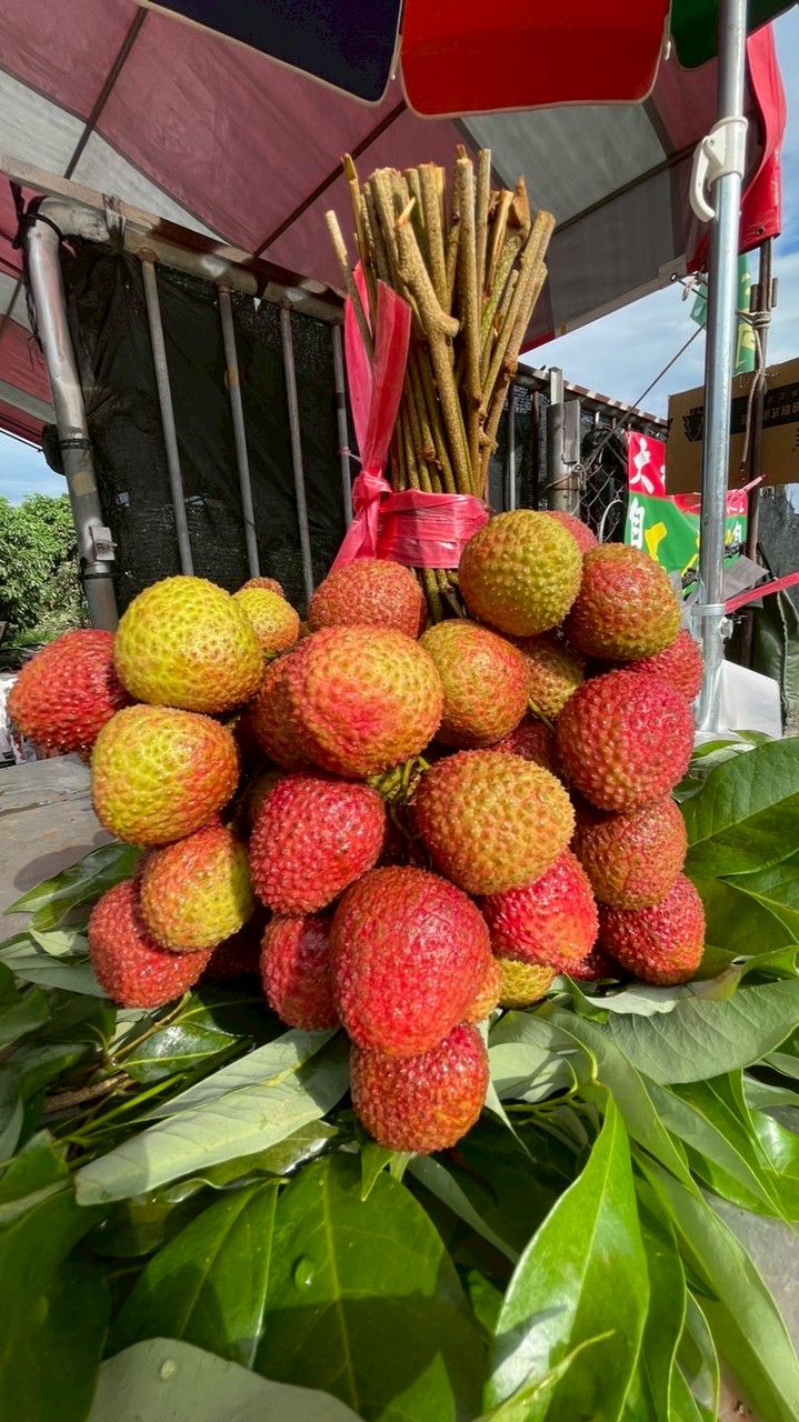 ㄧ八農場玉荷苞荔枝