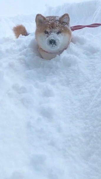 你是否在雪山上救過一隻狗