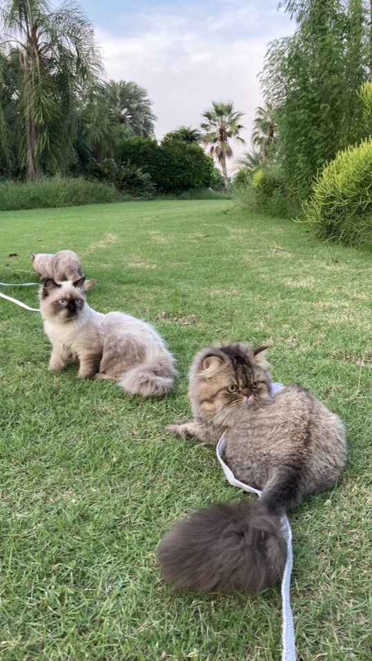 KIDSCATS