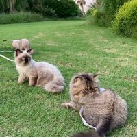 KIDSCATS