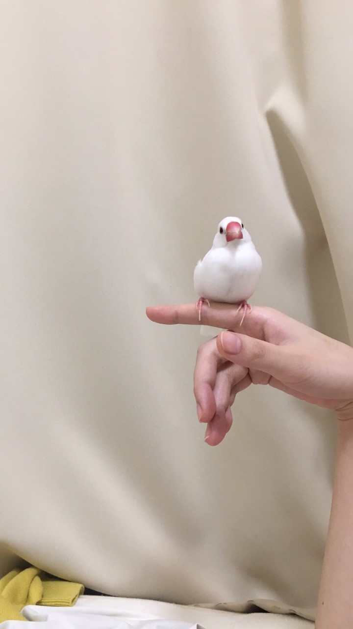 ^( 'Θ' )^文鳥好き集まろう^( 'Θ' )^