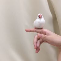 ^( 'Θ' )^文鳥好き集まろう^( 'Θ' )^