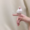 ^( 'Θ' )^文鳥好き集まろう^( 'Θ' )^