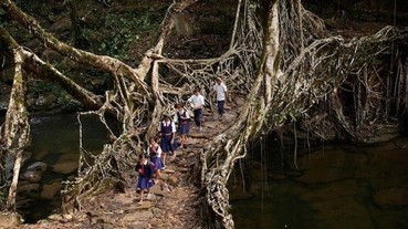 印度神秘「樹橋」每年自己長大 你有膽走上去嗎？