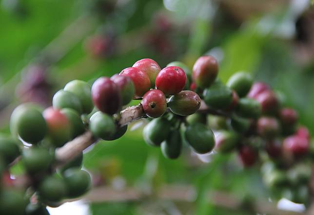 Uganda's coffee export value expands 35 pct in past year | XINHUA ...