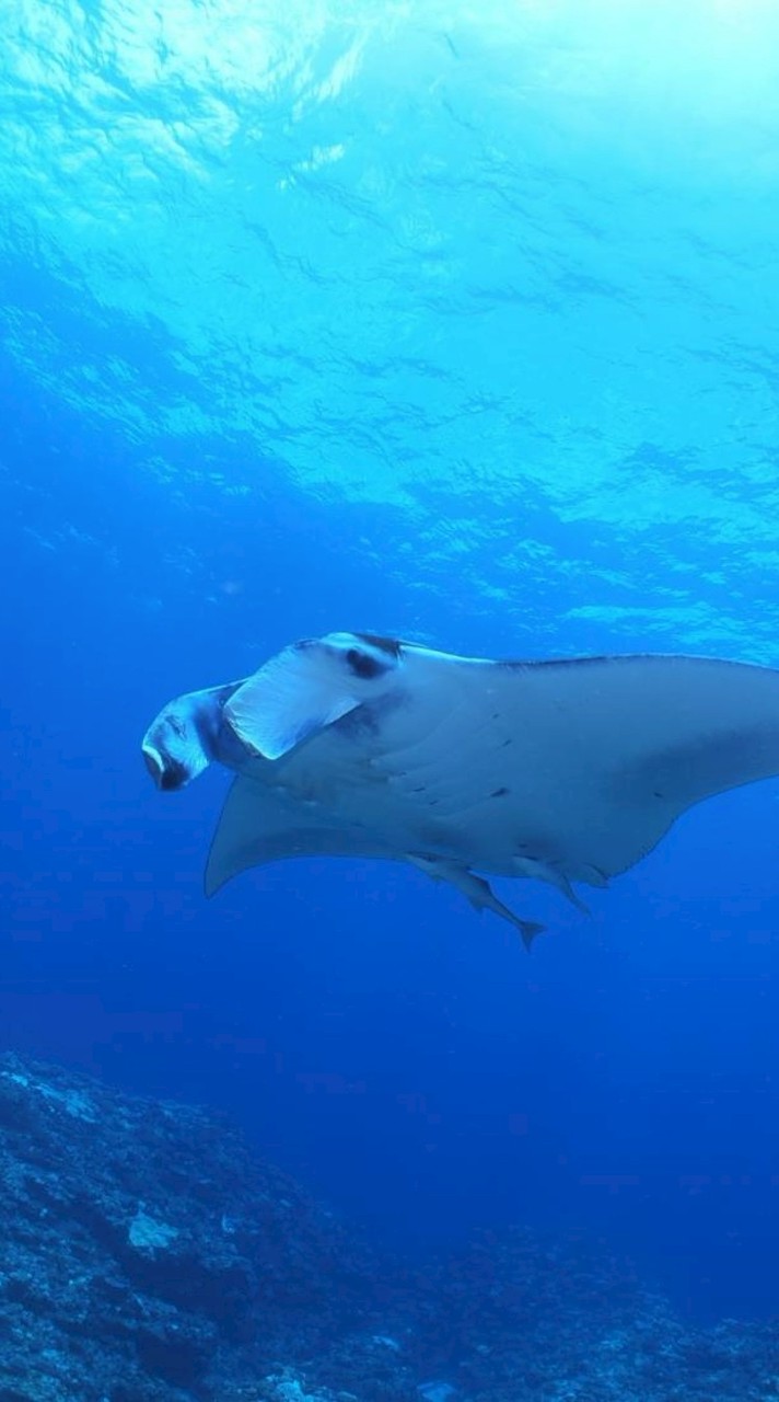 にゃんこ大戦争初心者〜上級者まで歓迎