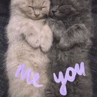 月夜未眠聊聊天🌙